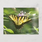 Gelbes Frack Butterfly Postkarte (Vorderseite)