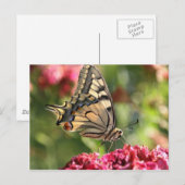 Gelbes Frack Butterfly Postkarte (Vorne/Hinten)