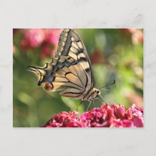 Gelbes Frack Butterfly Postkarte