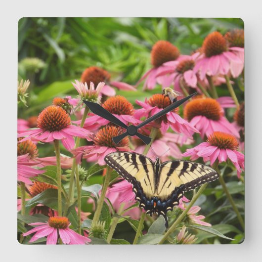 Gelbes Frack Schmetterling auf Echinacea Quadratische Wanduhr (Vorderseite)