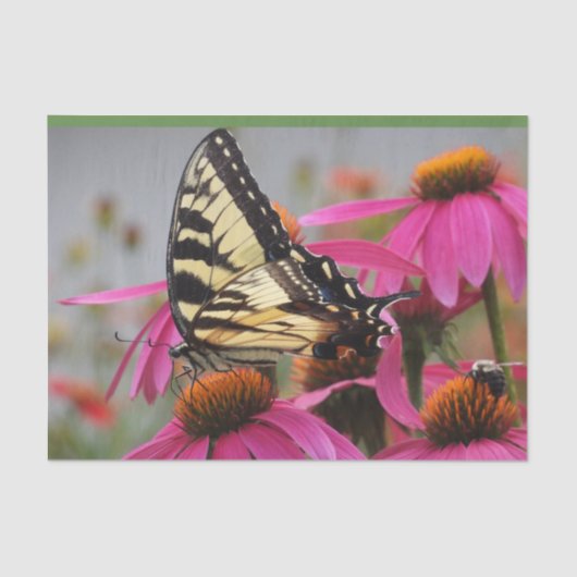 Gelbes Frack Schmetterling auf Echinacea Seidenpapier (Vorderseite)