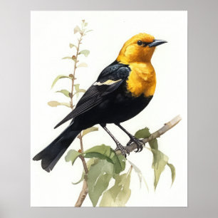 Gelbes gehülltes Blackbird Bird Art Print Poster