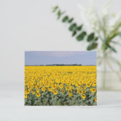Gelbes goldenes Feld mit Sonnenblumen, Manitoba-Bl Postkarte (Stehend Vorderseite)
