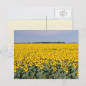 Gelbes goldenes Feld mit Sonnenblumen, Manitoba-Bl Postkarte (Vorne/Hinten)