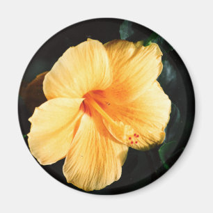 Gelbes Hibiskus Foto Magnet