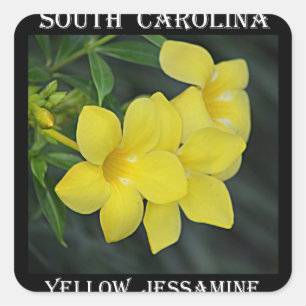 Gelbes Jessamine South Carolina Quadratischer Aufkleber