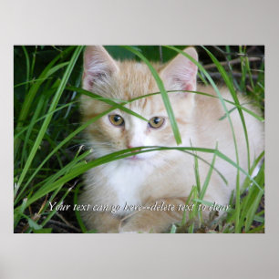 Gelbes Kätzchen im hohen Gras-Plakat Poster