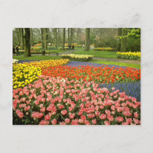 Gelbes Keukenhof Gardens bei Haarlem, Niederlande Postkarte