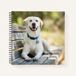 Gelbes Labrador liegt auf der Bank Notizblock