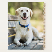 Gelbes Labrador liegt auf der Bank Planer (Rückseite)