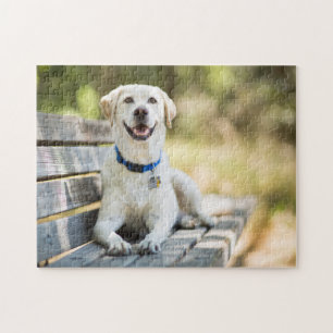 Gelbes Labrador liegt auf der Bank Puzzle