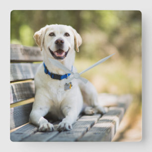 Gelbes Labrador liegt auf der Bank Quadratische Wanduhr