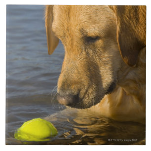 Gelbes Labrador mit einem Tennisball im Wasser Fliese