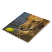 Gelbes Labrador mit einem Tennisball im Wasser Fliese (Seite)
