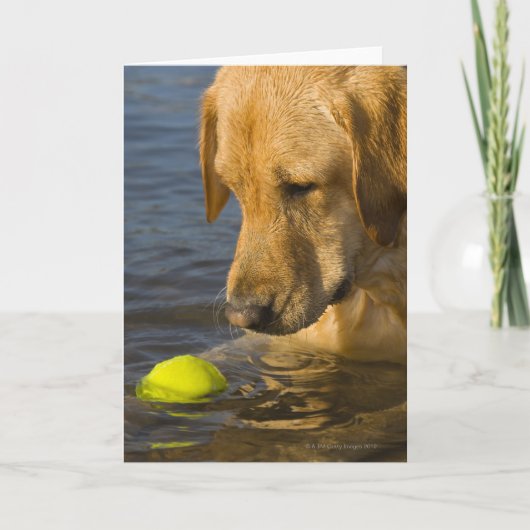 Gelbes Labrador mit einem Tennisball im Wasser Karte (Vorderseite)