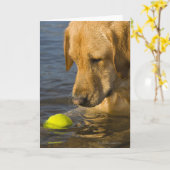 Gelbes Labrador mit einem Tennisball im Wasser Karte (Gelbe Blume)