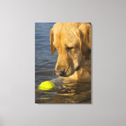 Gelbes Labrador mit einem Tennisball im Wasser Leinwanddruck (Vorderseite)