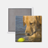 Gelbes Labrador mit einem Tennisball im Wasser Magnet (Vorderseite/Rückseite)