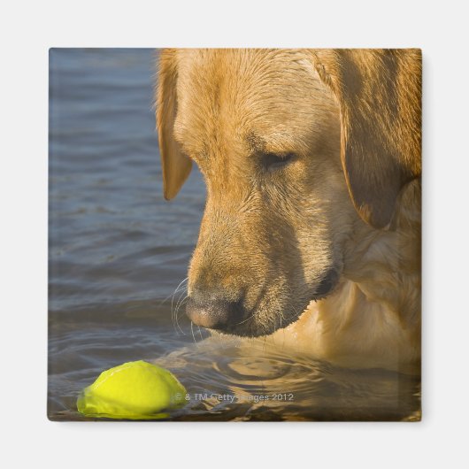Gelbes Labrador mit einem Tennisball im Wasser Magnet (Vorne)