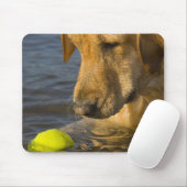 Gelbes Labrador mit einem Tennisball im Wasser Mousepad (Mit Mouse)
