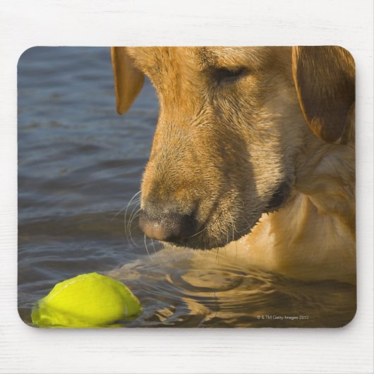 Gelbes Labrador mit einem Tennisball im Wasser Mousepad (Vorne)