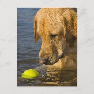 Gelbes Labrador mit einem Tennisball im Wasser Postkarte