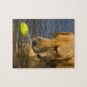 Gelbes Labrador mit einem Tennisball im Wasser Puzzle (Horizontal)