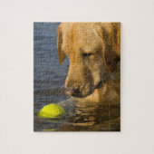 Gelbes Labrador mit einem Tennisball im Wasser Puzzle (Vertikal)