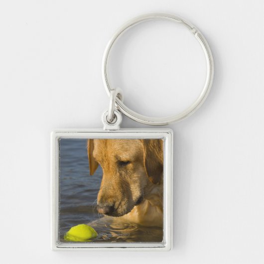Gelbes Labrador mit einem Tennisball im Wasser Schlüsselanhänger (Vorne)