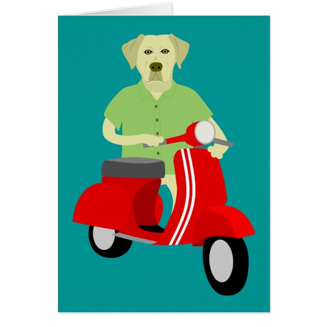 Gelbes Labrador retriever (Vorne)