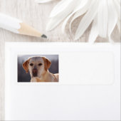 gelbes Labrador Retriever (Insitu)