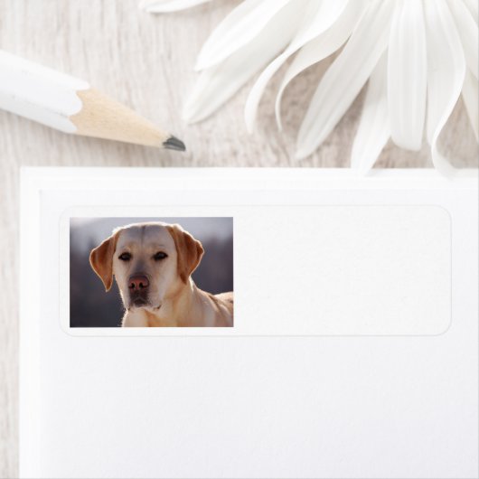 gelbes Labrador Retriever (Insitu)