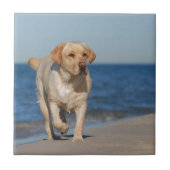 Gelbes Labrador Retriever am Strand Fliese (Vorderseite)