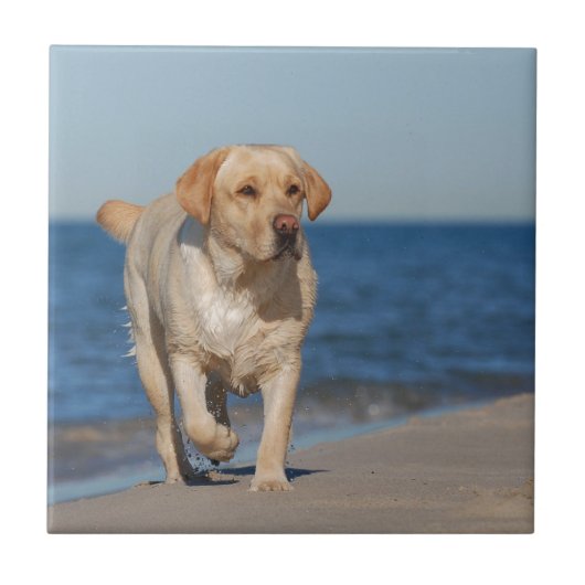 Gelbes Labrador Retriever am Strand Fliese (Vorderseite)