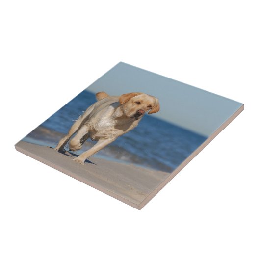Gelbes Labrador Retriever am Strand Fliese (Seite)