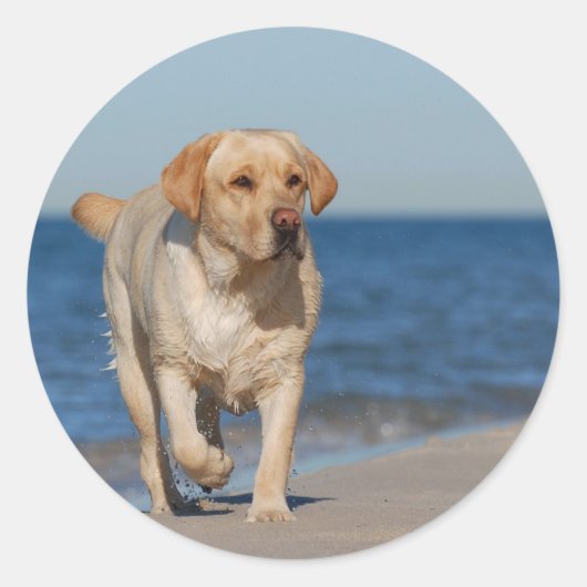 Gelbes Labrador Retriever am Strand Runder Aufkleber (Vorderseite)
