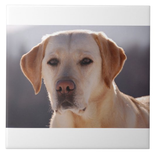 gelbes labrador retriever fliese (Vorderseite)