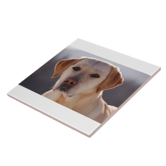 gelbes labrador retriever fliese (Seite)