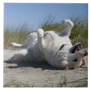 Gelbes Labrador retriever Fliese