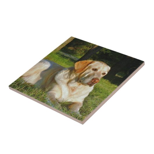 Gelbes Labrador retriever Fliese (Seite)