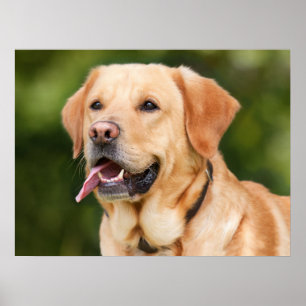 Gelbes Labrador Retriever Hund - Labrador Poster