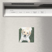Gelbes Labrador Retriever Kühlschrank Magnet (In Situ (Geschirrspüler))
