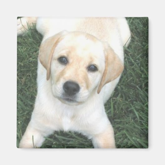 Gelbes Labrador Retriever Kühlschrank Magnet (Vorne)