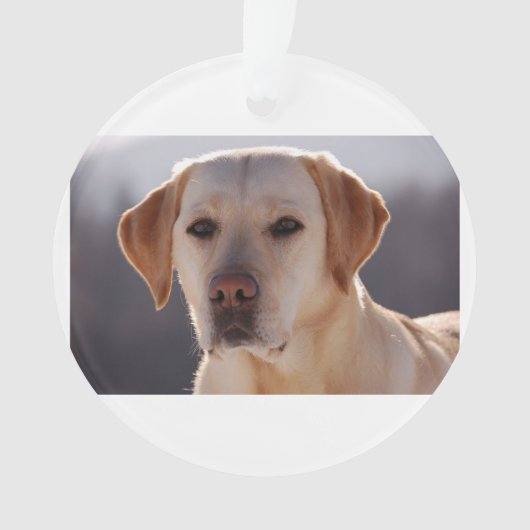 gelbes labrador retriever ornament (Vorderseite)