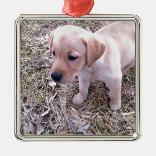 Gelbes Labrador retriever Ornament Aus Metall (Vorne)