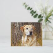 gelbes Labrador Retriever Postkarte (Stehend Vorderseite)
