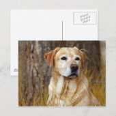 gelbes Labrador Retriever Postkarte (Vorne/Hinten)