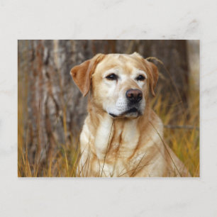 gelbes Labrador Retriever Postkarte