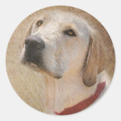 gelbes Labrador Retriever Runder Aufkleber (Vorderseite)