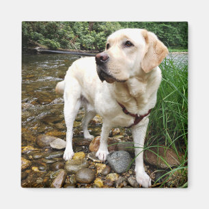 Gelbes Labrador Retriever Starre Pose Magnet